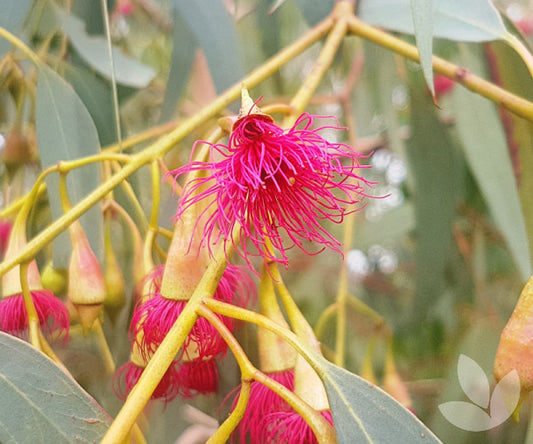 Eucalyptus leucoxylon rosea (Pink Flowering Yellow Gum)