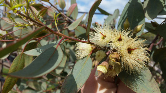 Eucalyptus Pulverulenta ‘Little Euky’ (Dwarf Silver-leaved Mountain Gum)