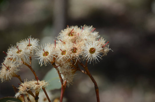 Eucalyptus fibrosa (Broad Leafed Red Ironbark)