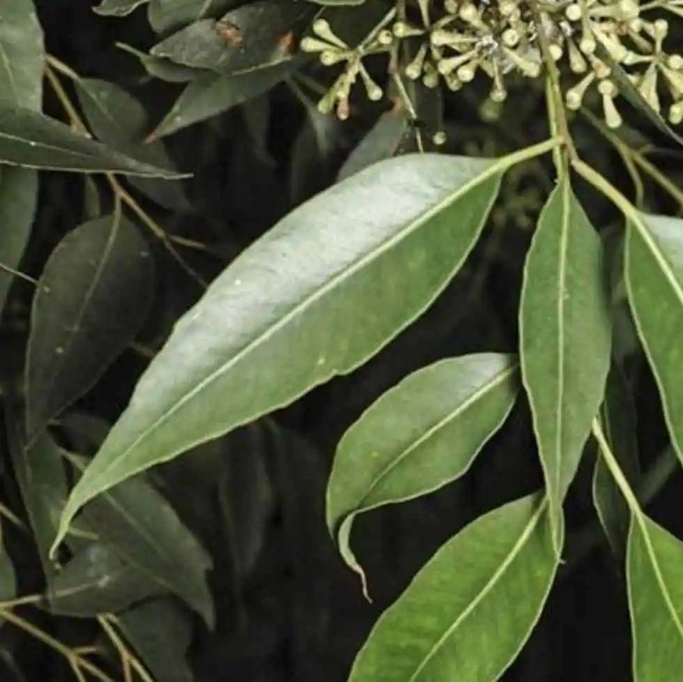 Eucalyptus Microcorys (Tallowwood)