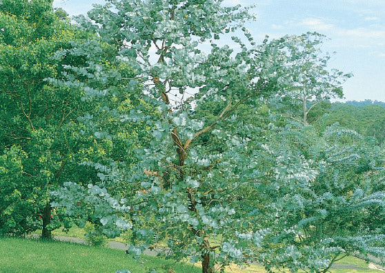 Eucalyptus Cinerea (Argyle Apple)