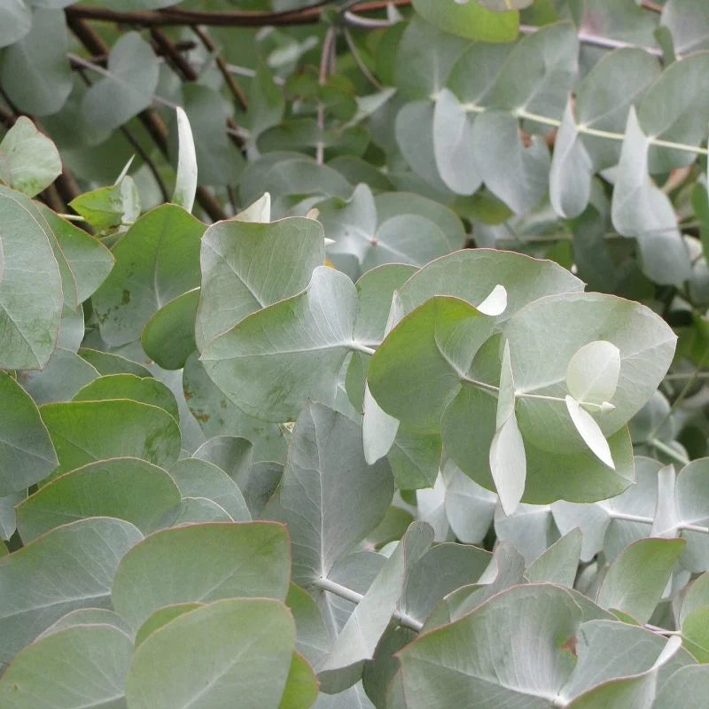 Eucalyptus Cinerea (Argyle Apple)