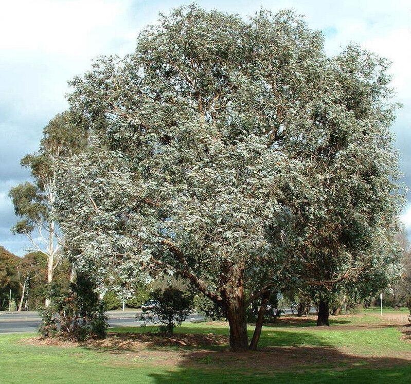 Eucalyptus Cinerea (Argyle Apple)