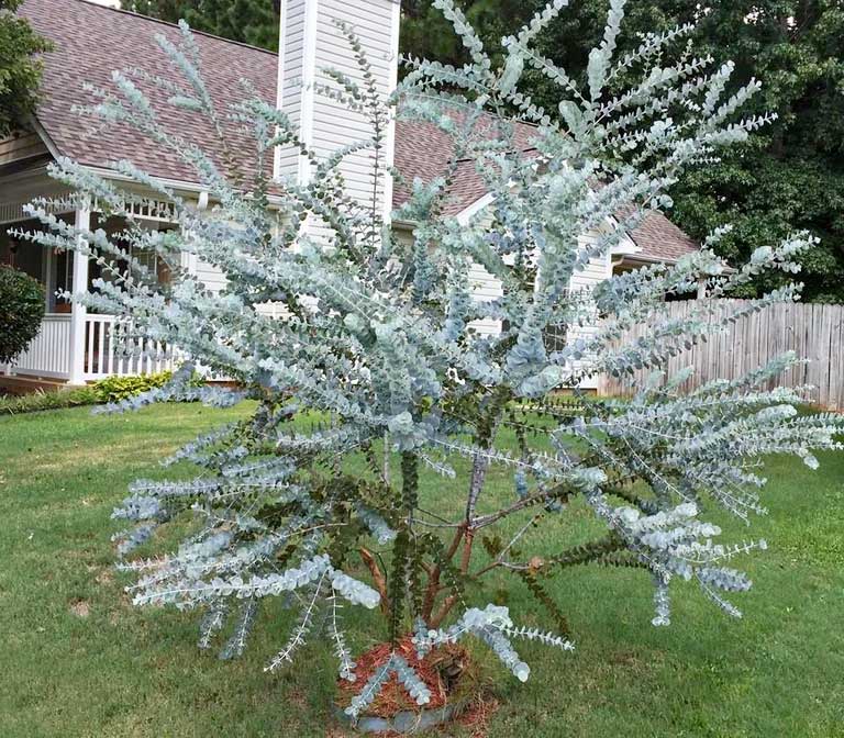 Eucalyptus Cinerea (Argyle Apple)