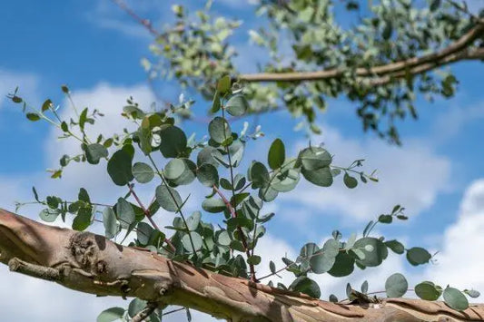 Eucalyptus Gunnii (Cider Gum)