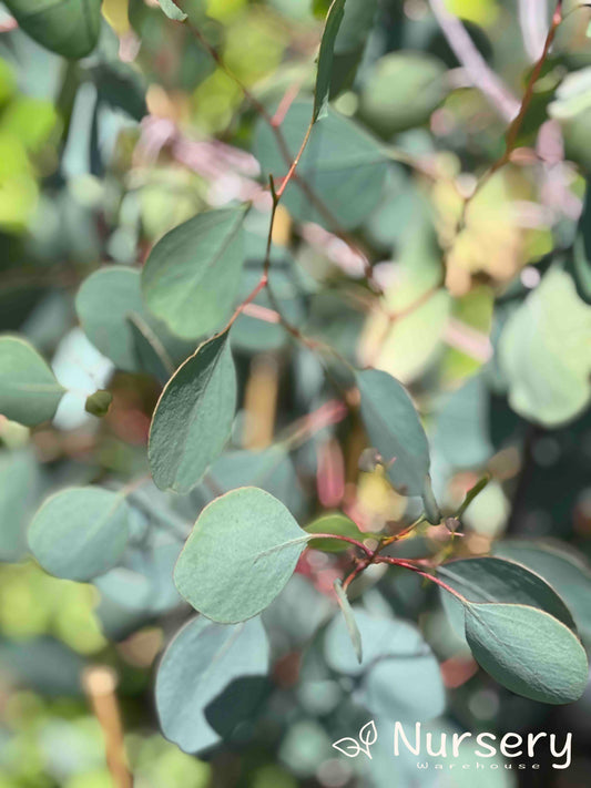 Close-up of Eucalyptus Polyanthemos (Red Box) leaves with silvery-blue hues.