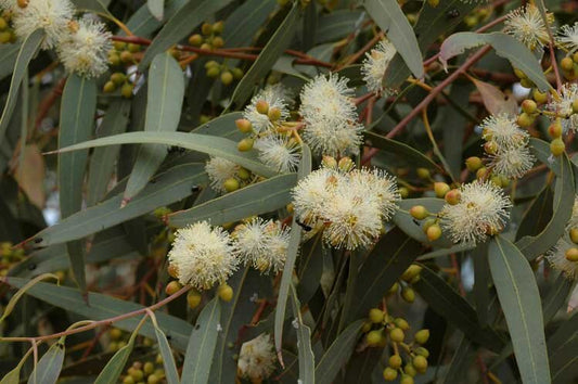 Eucalyptus Camaldulensis (River Red Gum)