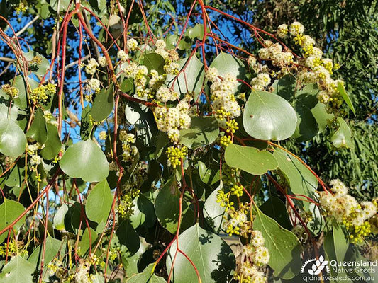 Eucalyptus Populnea (Bimble Box)