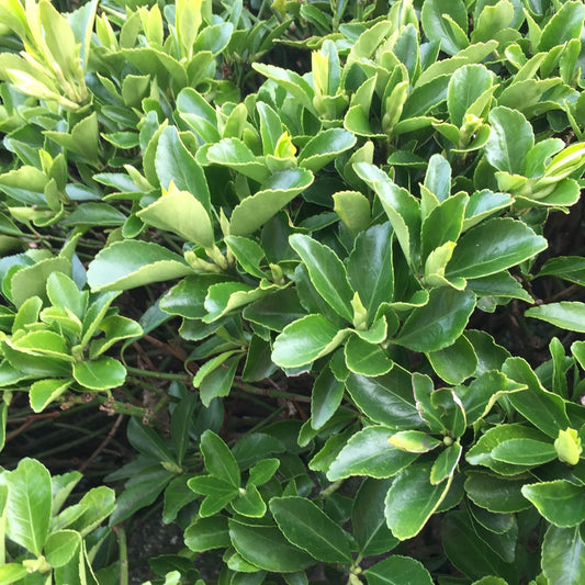 Euonymus Green Rocket