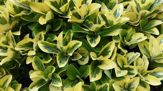 Euonymus Japonicus Variegated