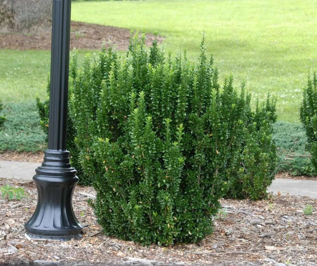 Euonymus Japonicus ‘Tom Thumb’ (Tom Thumb Spindle Tree)