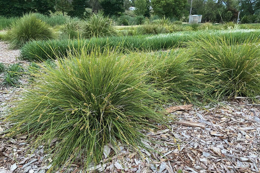 Lomandra (Evergreen Baby™)