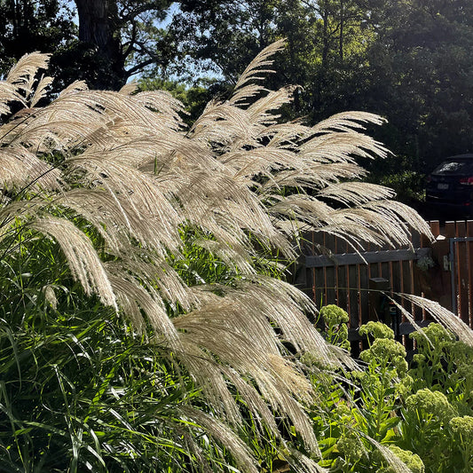 Miscanthus transmorrisonensis (Morrison’s Maiden Grass)