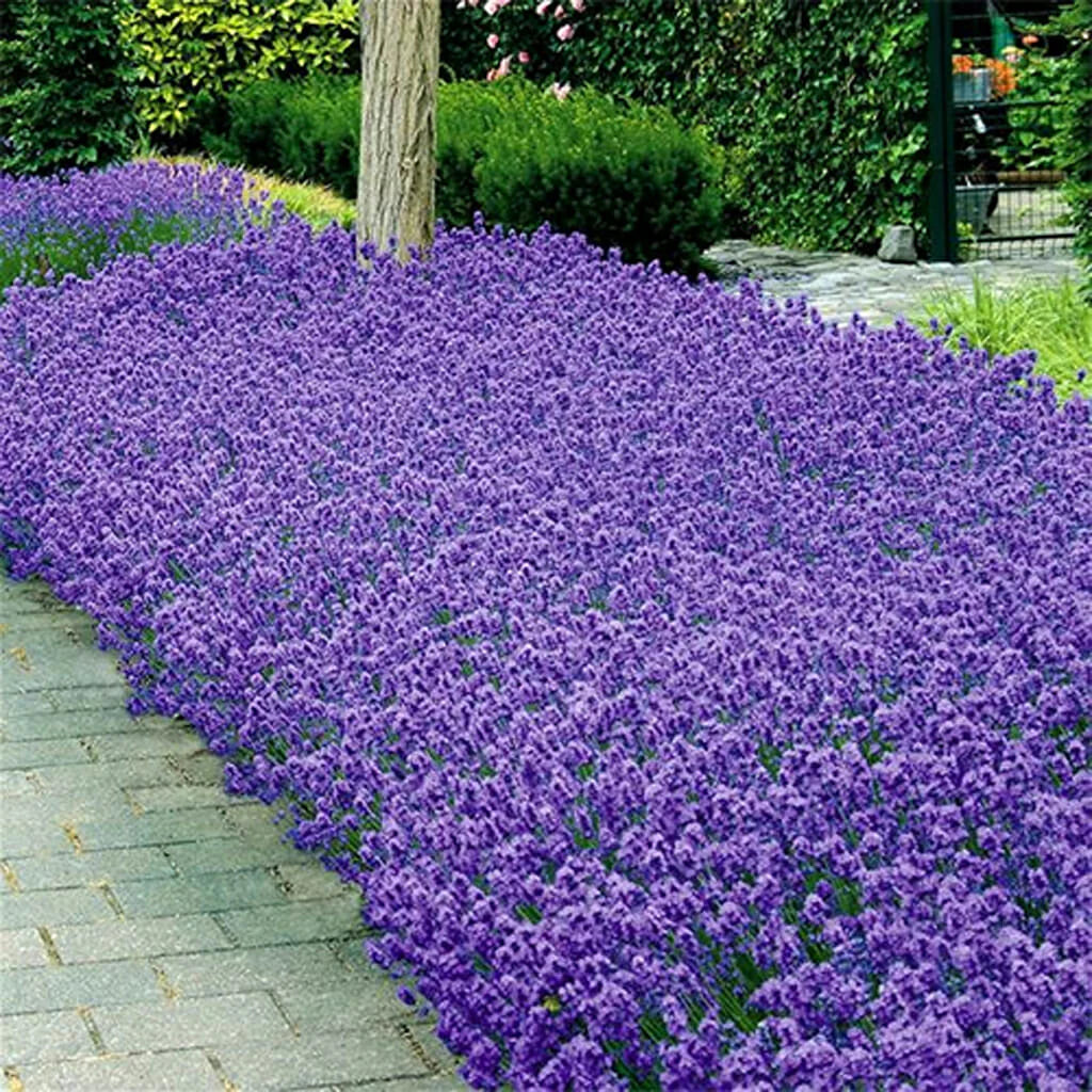 Lavandula Angustifolia 'Munstead' (English Lavender – Munstead)