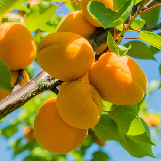 Prunus Armeniaca (Apricot Tilton)