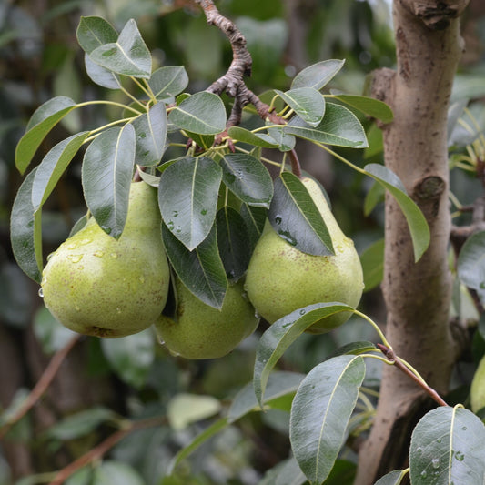 Pyrus Communis (Pear Packham’s Triumph)