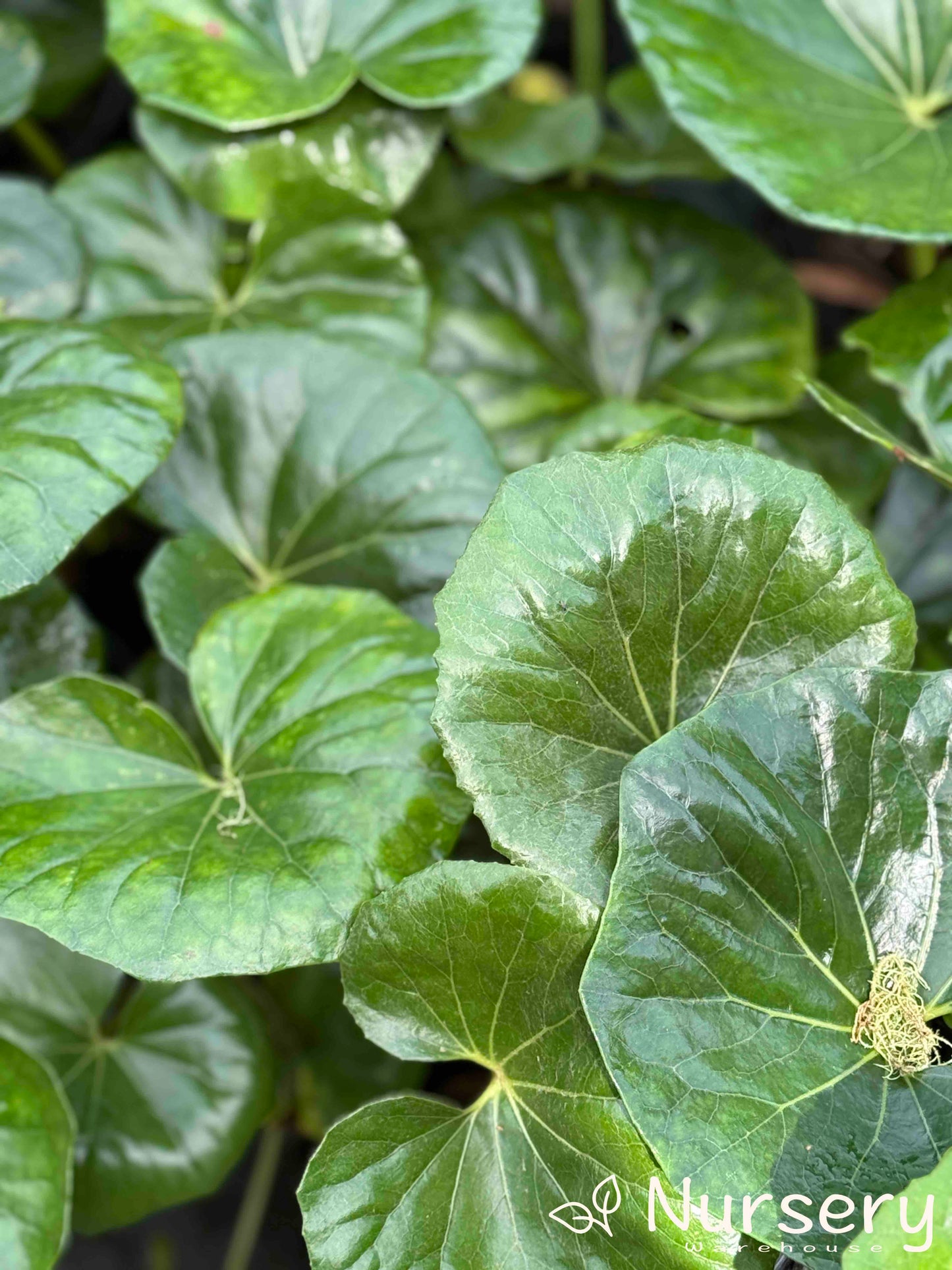 Farfugium Japonica Giganteum (Giant Leopard Plant)