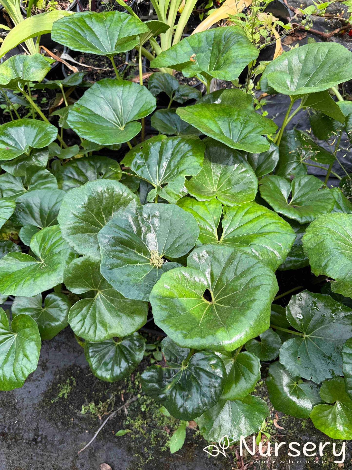 Farfugium Japonica Giganteum (Giant Leopard Plant)