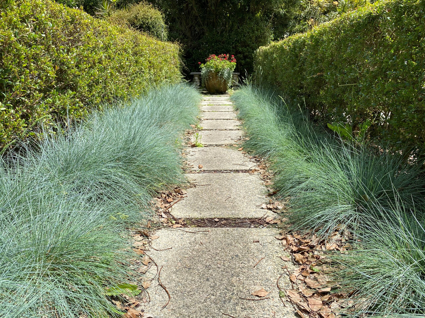 Festuca Glauca (Blue Fescue)