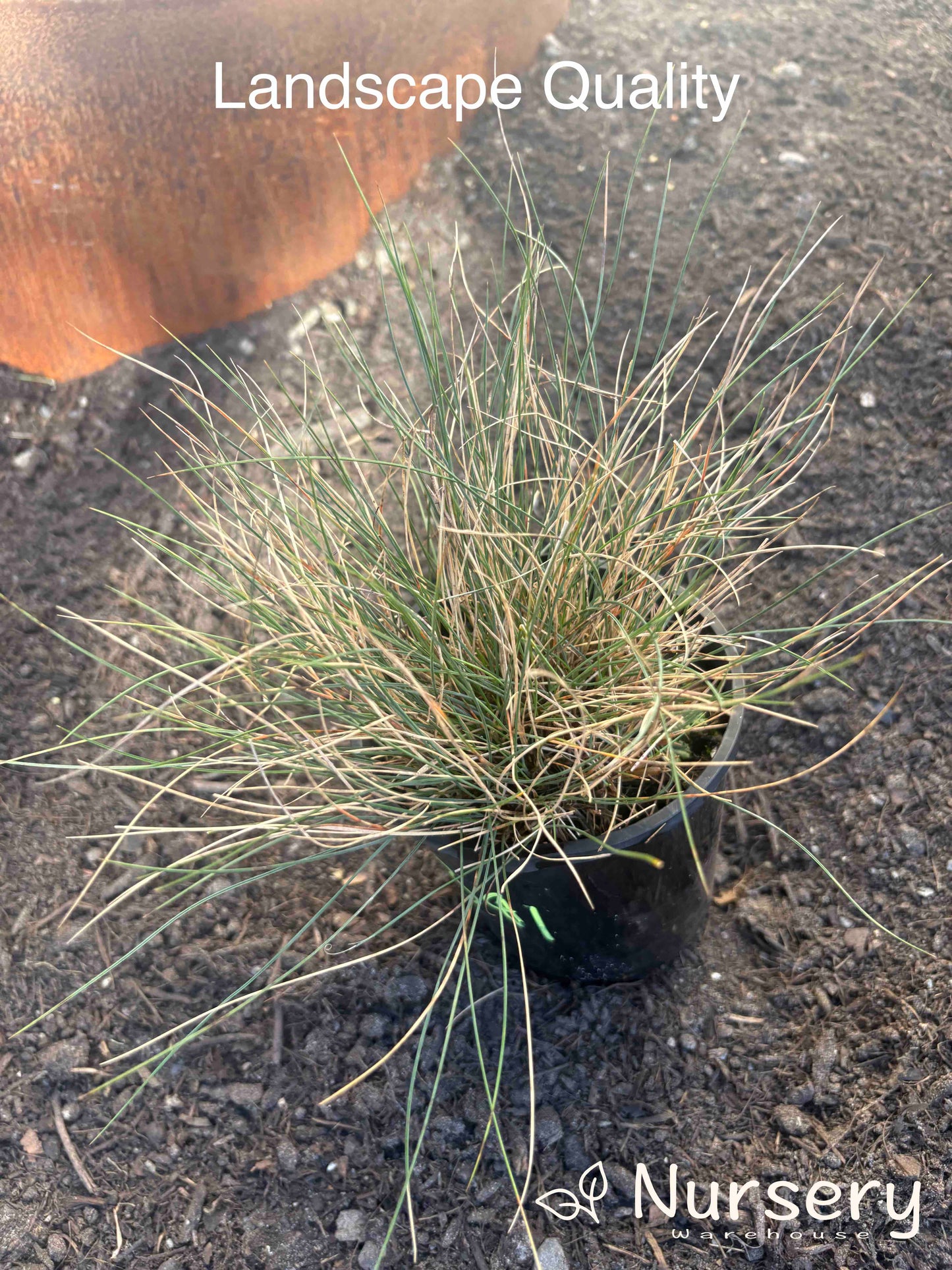 Festuca Glauca (Blue Fescue)