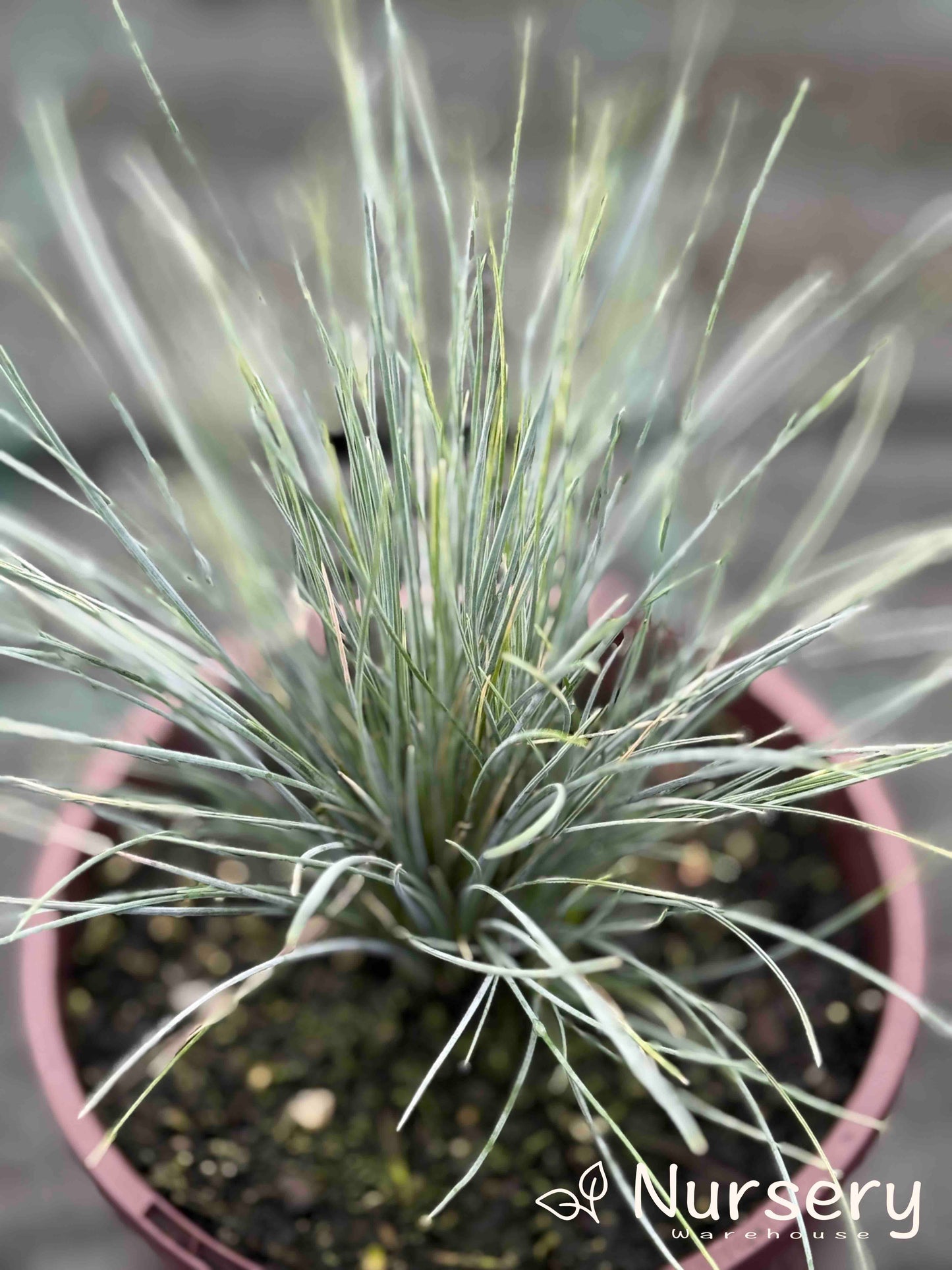 Festuca Glauca (Blue Fescue)