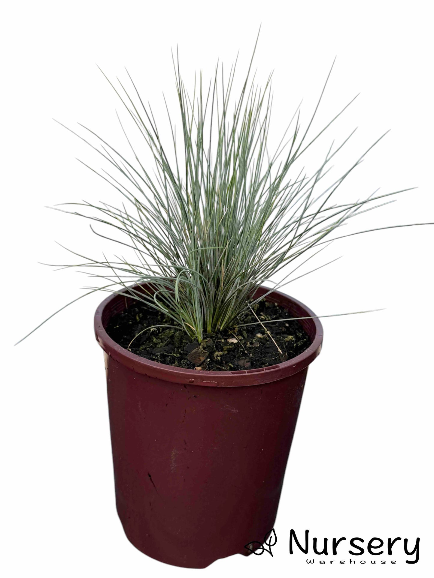 Festuca Glauca (Blue Fescue)