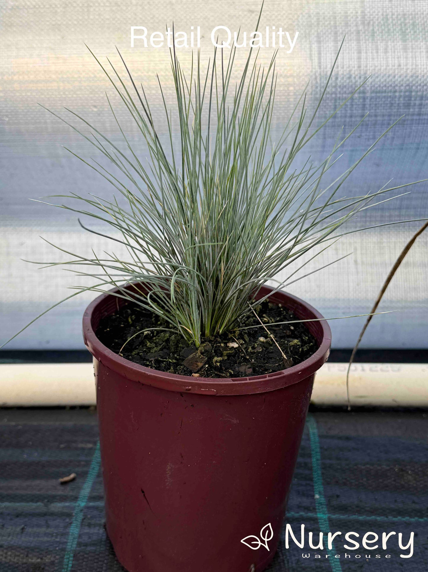 Festuca Glauca (Blue Fescue)