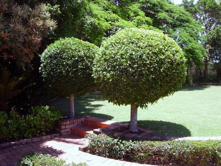 Ficus Emerald