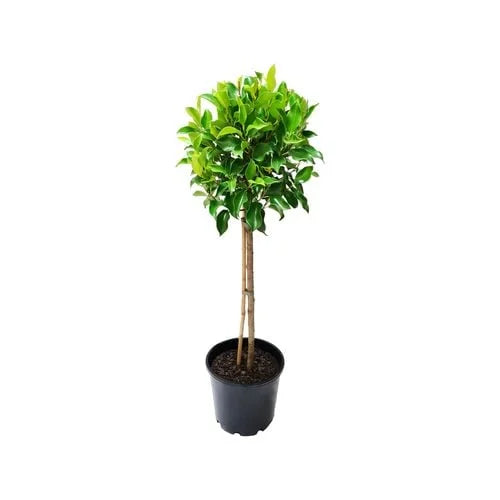 Ficus Emerald