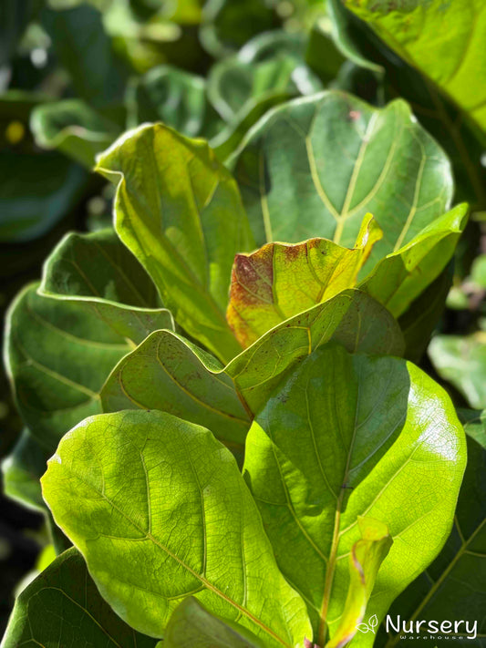 Close-up of Ficus Lyrata (Fiddle Leaf) showcasing its large, glossy green leaves with intricate vein patterns.