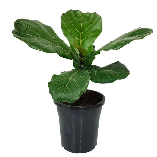 Ficus Lyrata (Fiddle Leaf) plant in a pot ready for sale, highlighting its bold, broad foliage.
