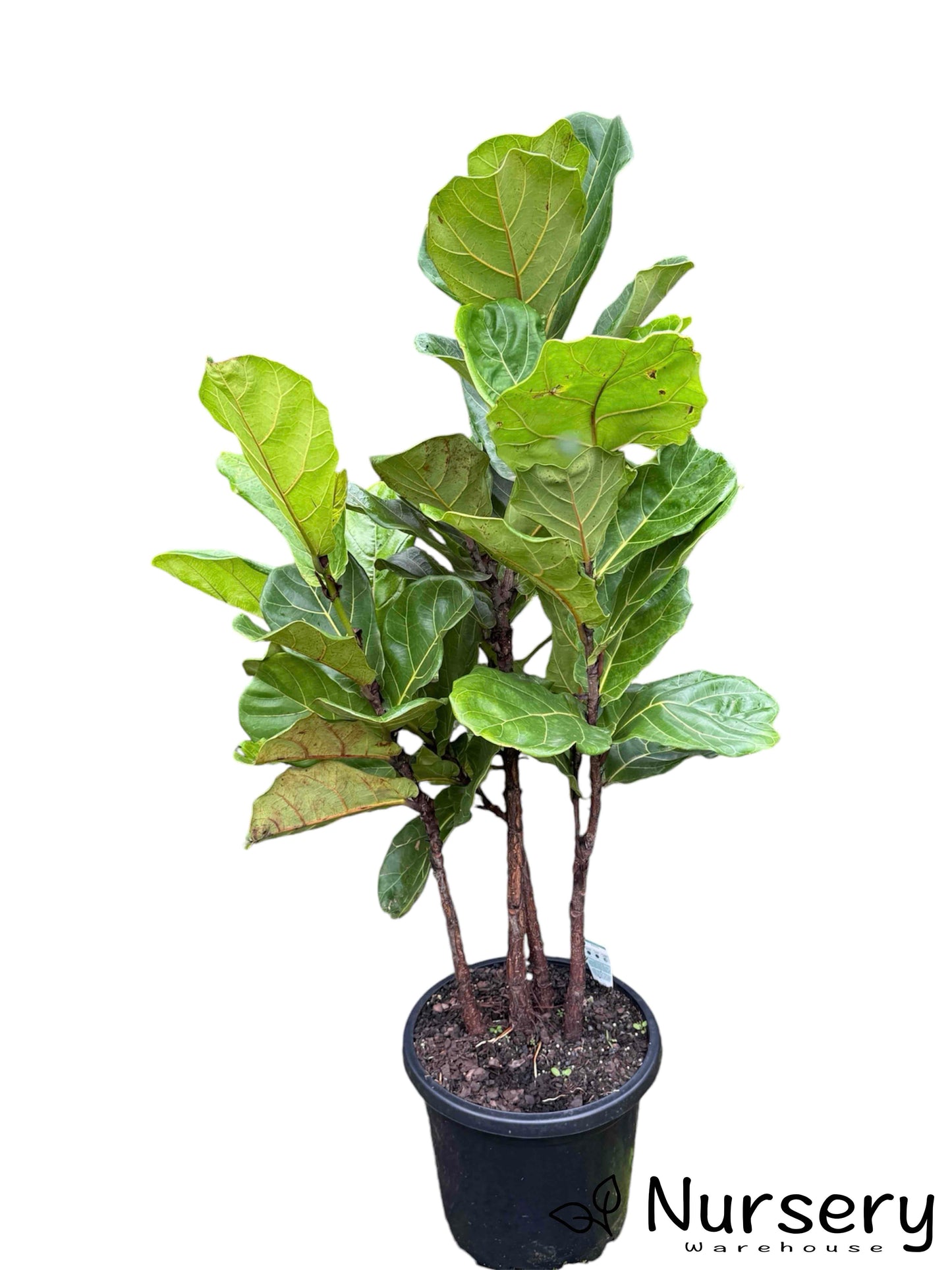 "Ficus Lyrata (Fiddle Leaf) in a 300mm pot, ready for sale with large, glossy green leaves."