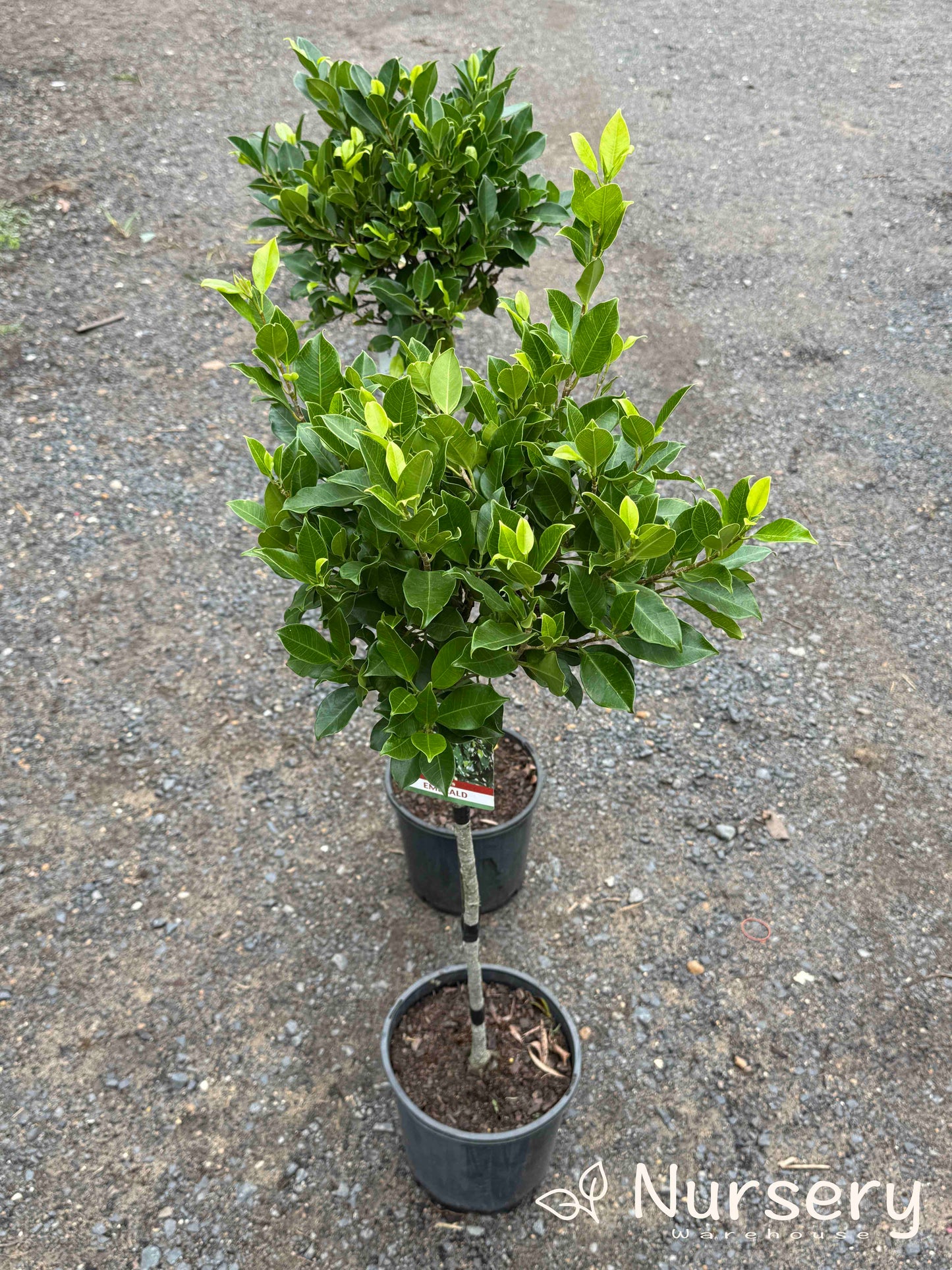 Ficus Microcarpa 'Emerald' (Emerald Fig)