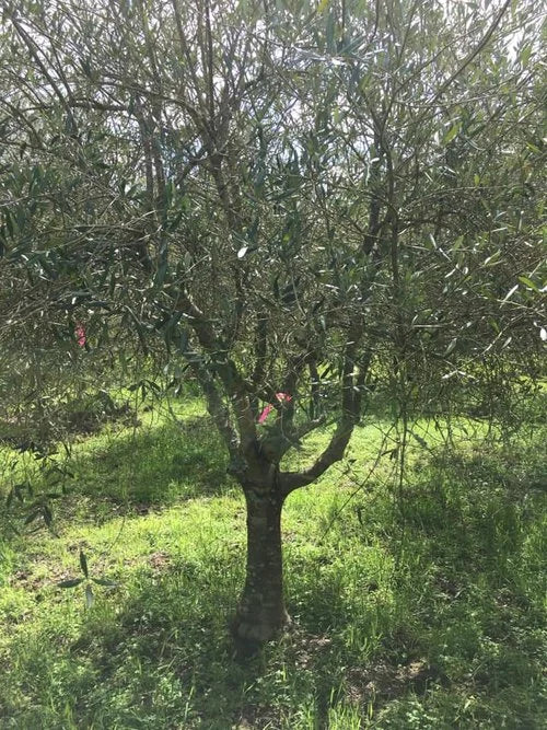 Olea Europaea 'Frantoio' (Frantoio Olive)