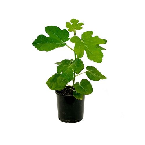 Ficus carica 'Black Genoa' (Fig Black Genoa) plant in a pot ready for sale, highlighting its healthy foliage and developing figs.
