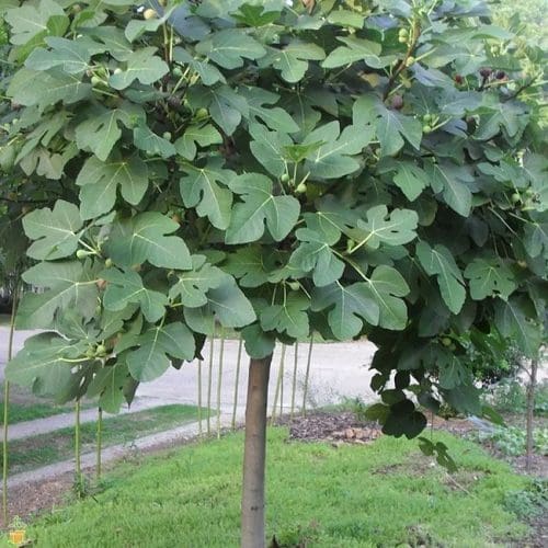 Small Ficus carica 'Black Genoa' (Fig Black Genoa) tree planted in a front garden, displaying lush foliage and emerging fruit.