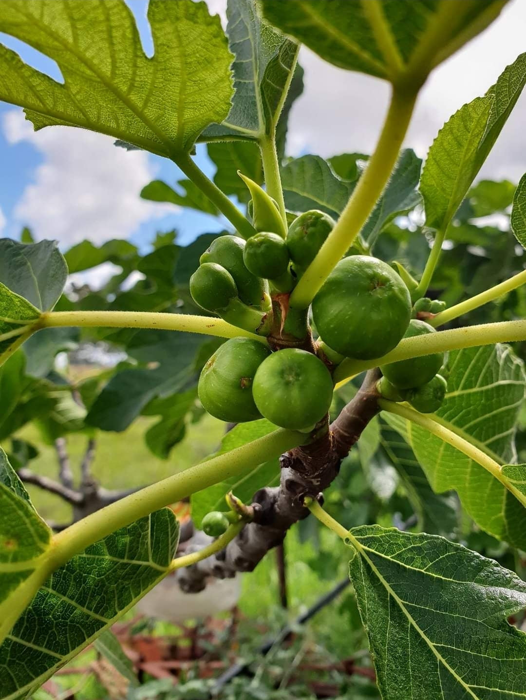 Close-up of Ficus carica 'Black Genoa' (Fig Black Genoa) showing ripe, dark-skinned figs and vibrant green leaves.