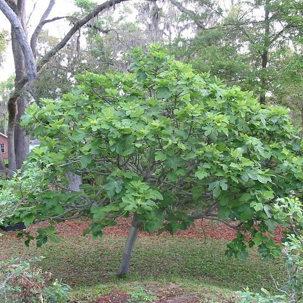 Mature Ficus carica 'Brown Turkey' (Fig Brown Turkey) tree in a garden, displaying full foliage and fruit.