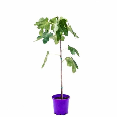 Ficus carica 'Brown Turkey' (Fig Brown Turkey) in a pot ready for sale, highlighting healthy foliage and developing figs.