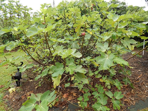 Ficus carica 'Brown Turkey' (Fig Brown Turkey) tree in a garden setting, with lush foliage and visible figs.