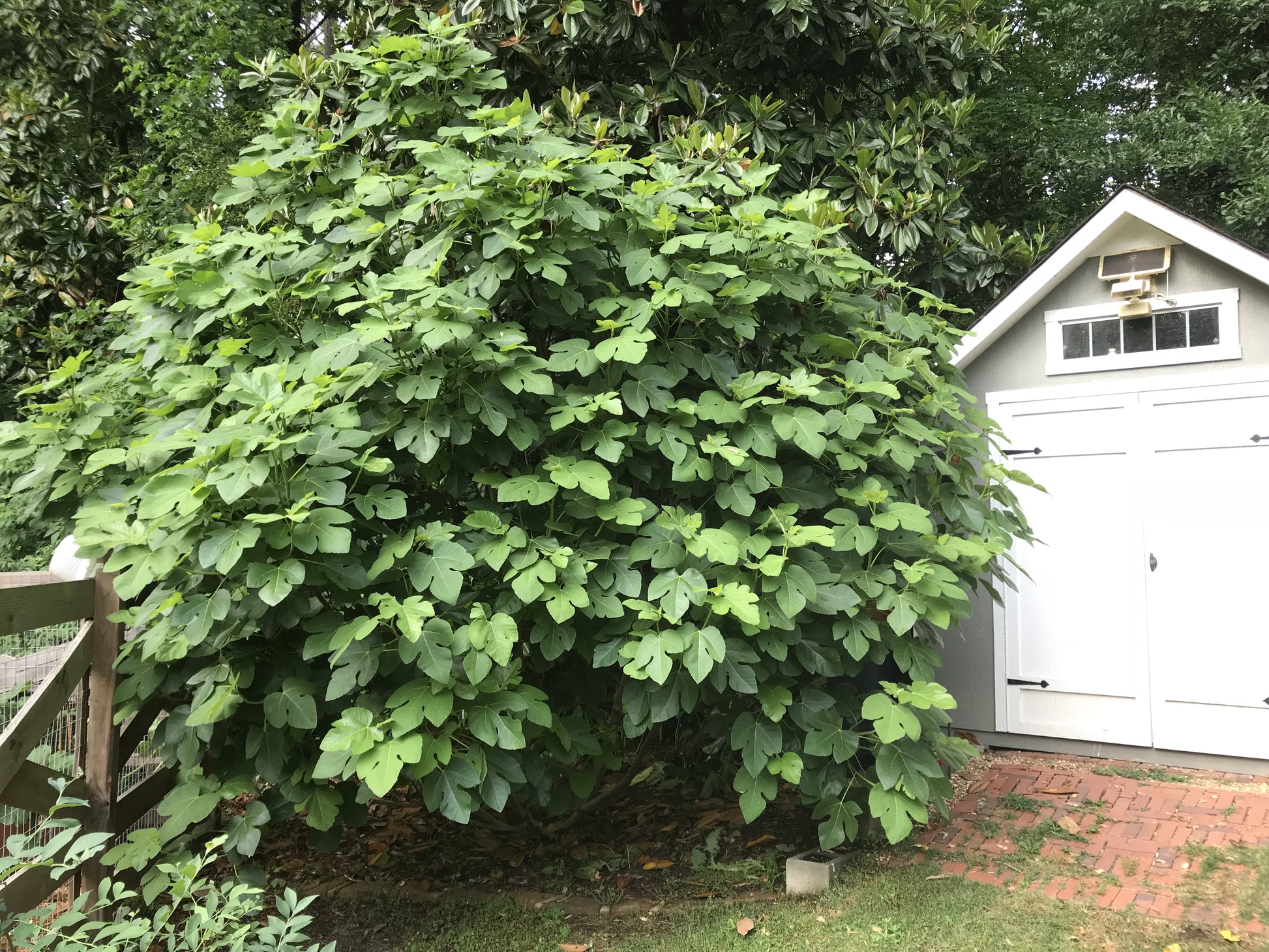 Mature Ficus carica 'Brown Turkey' (Fig Brown Turkey) tree in a landscaped garden, showcasing its broad canopy and vibrant leaves.