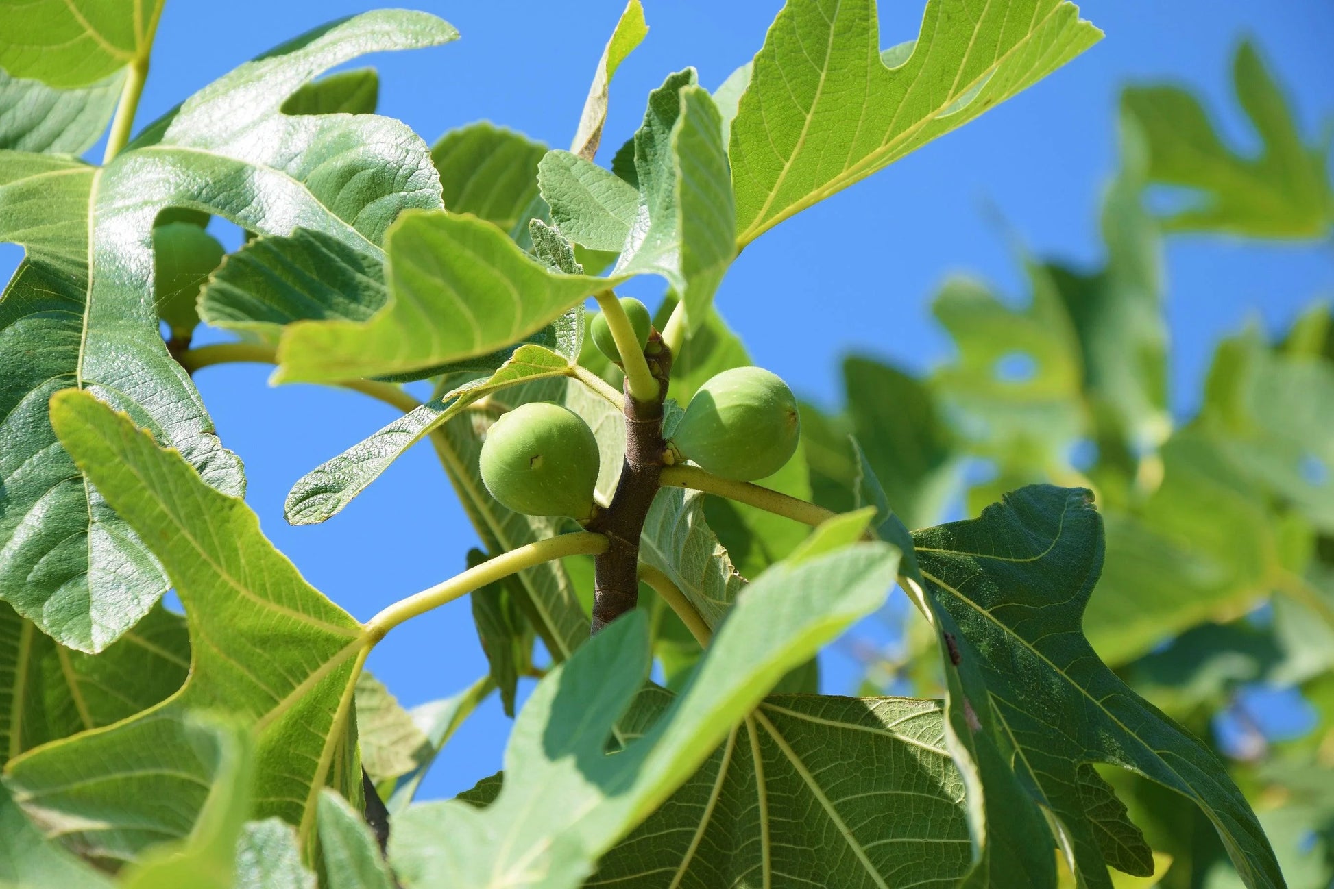 Close-up of Ficus carica 'Brown Turkey' (Fig Brown Turkey) showcasing ripe figs and rich green leaves.