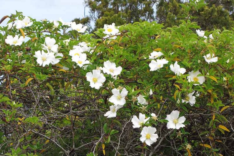 Rose Sinica Alba – Large Single White (Large Single White Climbing Rose)