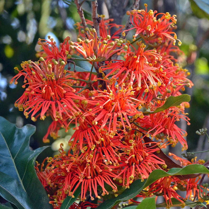 Stenocarpus sinuatus (Firewheel Tree)