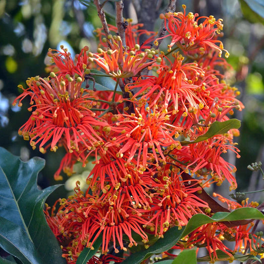 Stenocarpus sinuatus (Firewheel Tree)