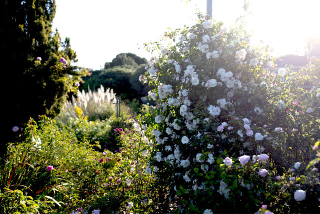 Rose Cream Softly (Cream Floribunda Rose)