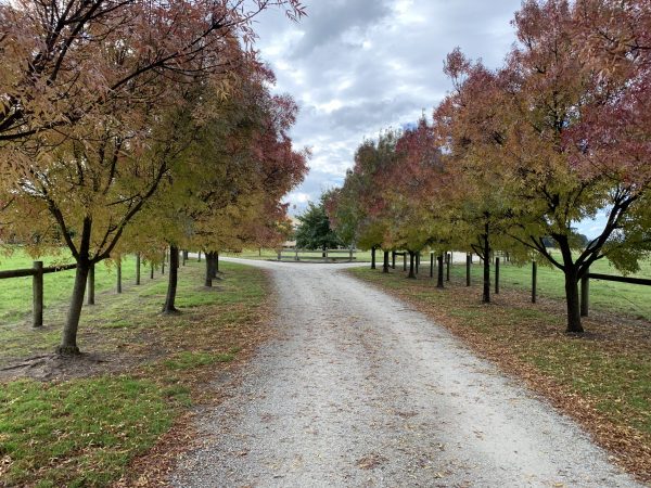 Driveway lined with Fraxinus angustifolia 'Raywood' (Claret Ash) trees, providing a picturesque landscape view.