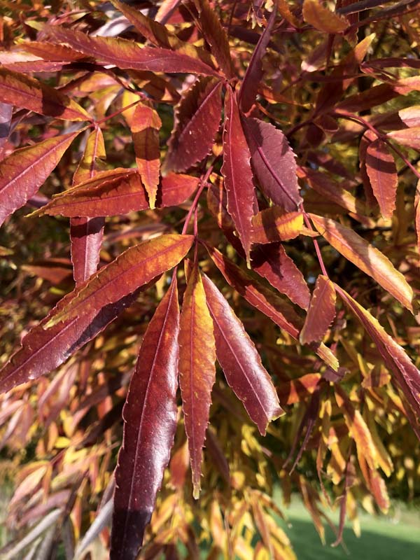 Close-up of Fraxinus angustifolia 'Raywood' (Claret Ash) showcasing stunning reddish-orange foliage.