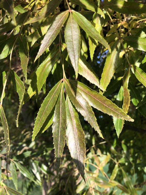 Close-up of Fraxinus angustifolia 'Raywood' (Claret Ash) showing lush green foliage during the growing season.