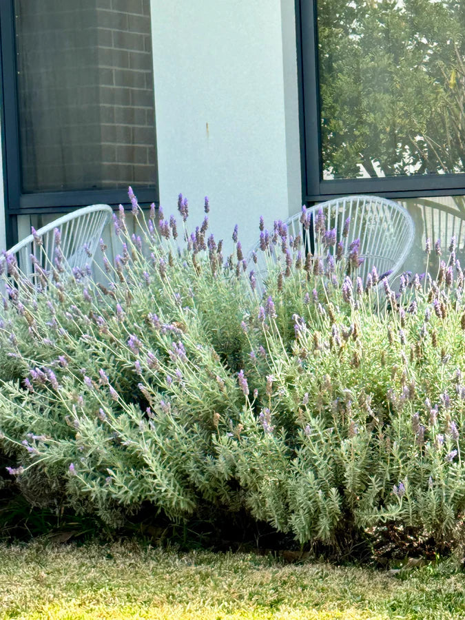 "Mature Lavandula Dentata (French Lavender) shrub in a front garden, showcasing purple flower spikes."